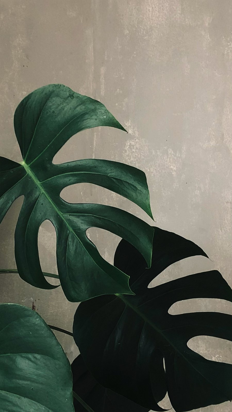 Green Monstera Plant Leaves